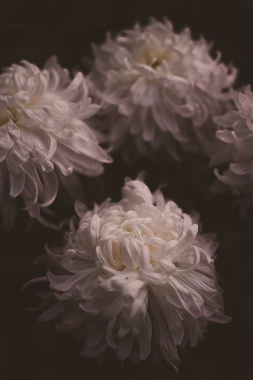 Close-up of soft white chrysanthemum petals against a dark moody background