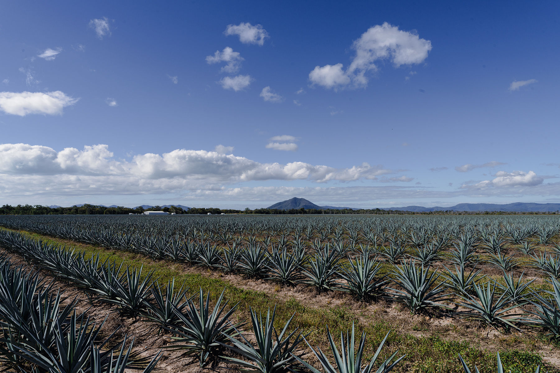 Rows of agave on a sun-bleached Queensland farm, where Australian distillers are betting the plant can anchor a local spirits future.